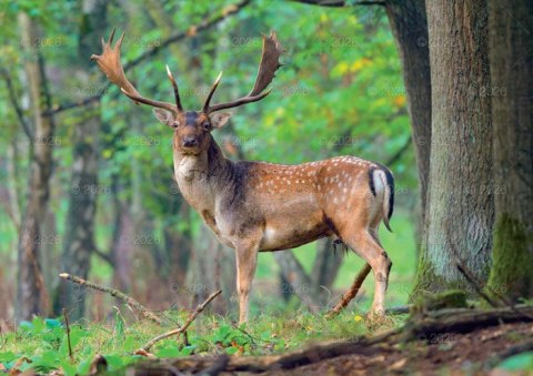 Kalendarz 13 planszowy A4 Leśni przyjaciele LUCRUM WL07