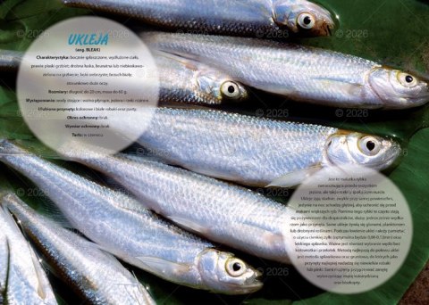 Kalendarz 13 planszowy A4 Wędkarski LUCRUM WL14