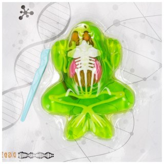 Zestaw naukowca Anatomia Żaba MEGA CREATIVE 571665