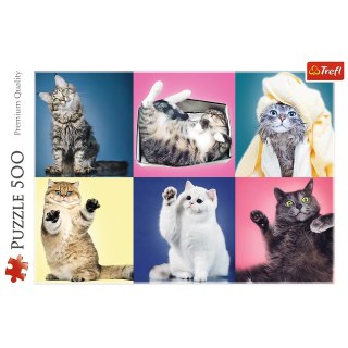 Puzzle 500 elementów Kociaki TREFL 37377