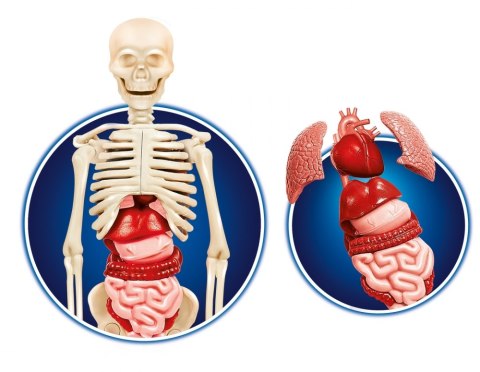 Clementoni Ciało Ludzkie 60249"