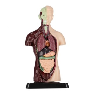 Zestaw naukowca Anatomia człowieka MEGA CREATIVE 569871