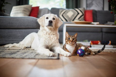 Odkurzacz PHILIPS PowerPro Expert FC 9745/09