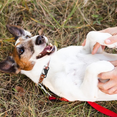 Etui silikonowe do AirTag opaska do smyczy obroży dla psa kota zwierząt do lokalizatora czarne