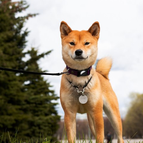 Etui silikonowe do AirTag opaska do smyczy obroży dla psa kota zwierząt do lokalizatora czarne