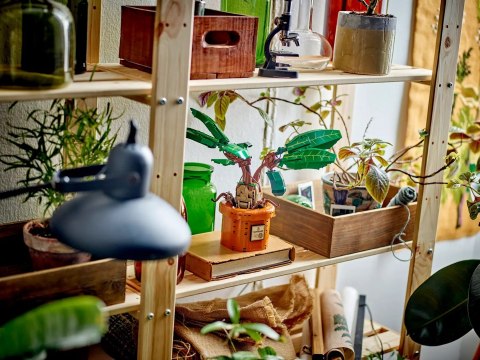 LEGO Harry Potter 76433 - Mandragora