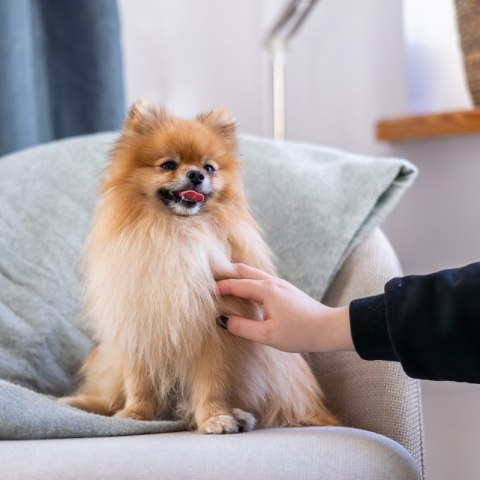 ADDVENA POWER OF NATURE dla starszych psów małych ras 10kg